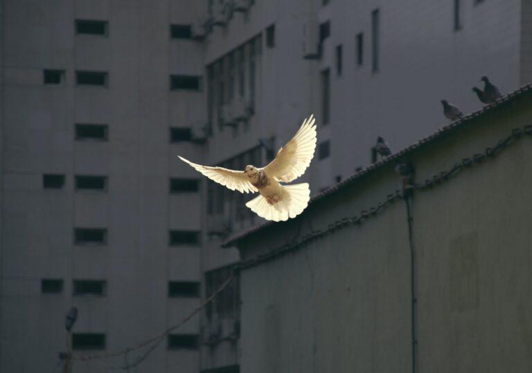 dove flying peace nuclear disarmament Sunguk Kim Unsplash
